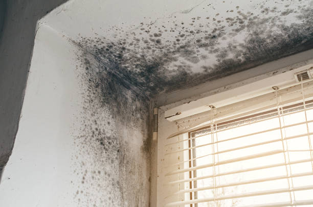 Affordable Mold Cleanup solutions in Danvers, MA