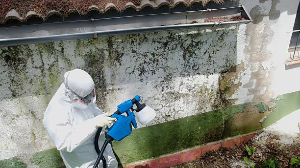 Top rated local Mold Cleanup specialists in Danvers, MA